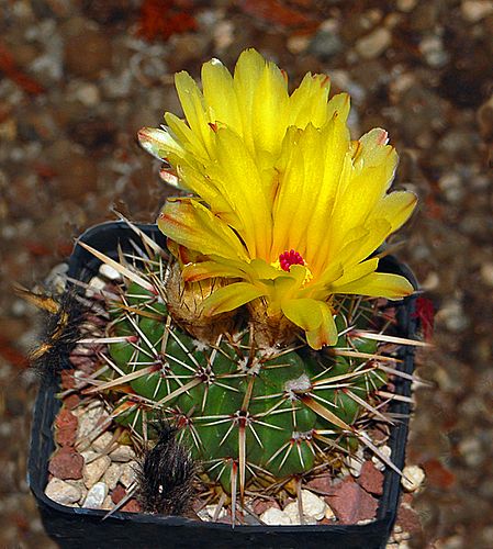 Parodia mammulosa